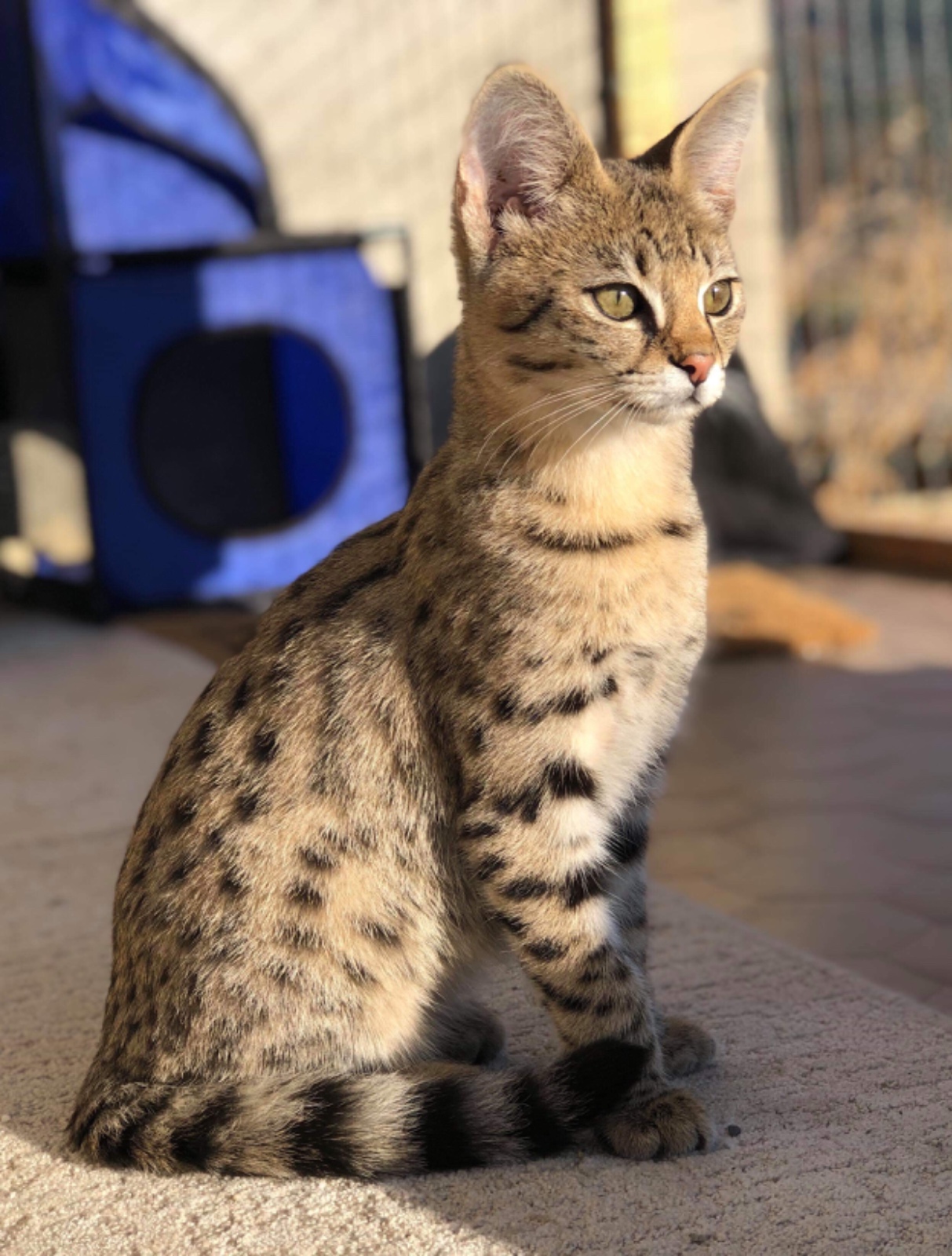 Chatte Savannah F1 DAKOTA