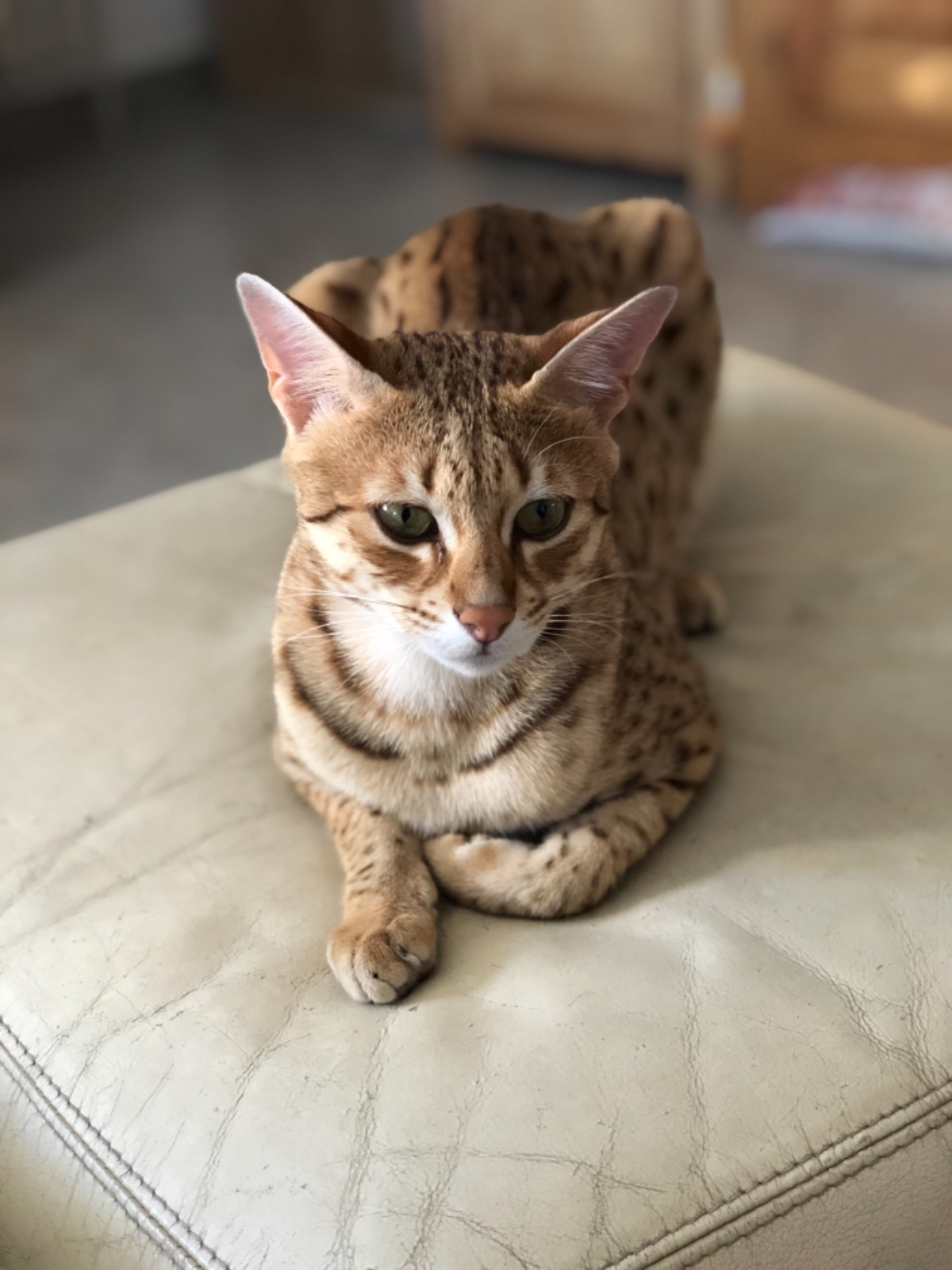 Chat femelle savannah f2