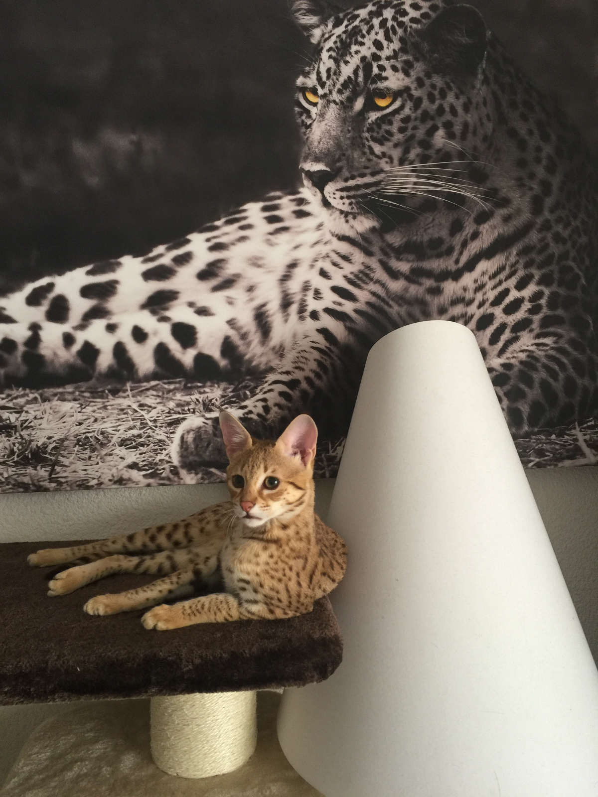 Chat femelle savannah f2