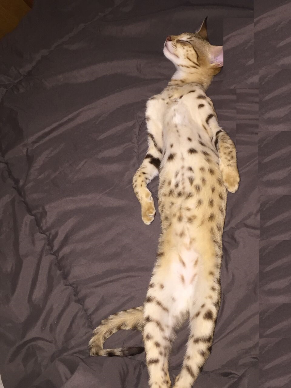 HPSiyDJA3qfddf8bexM50qcX74Hp8ktDudkELIPy2iE