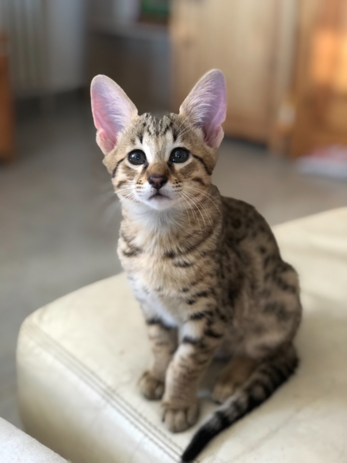 4901A30C 8AD4 4EB4 BAA9 949F16F50517