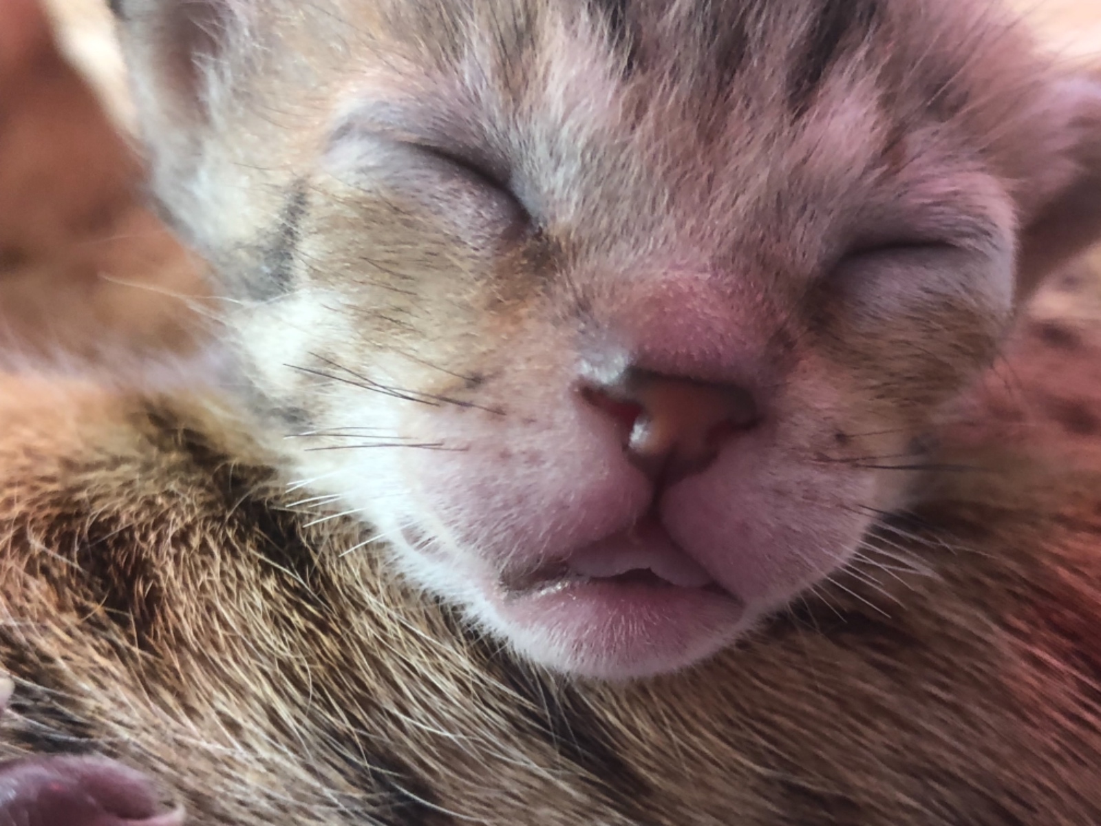 Chaton savannah F3 a