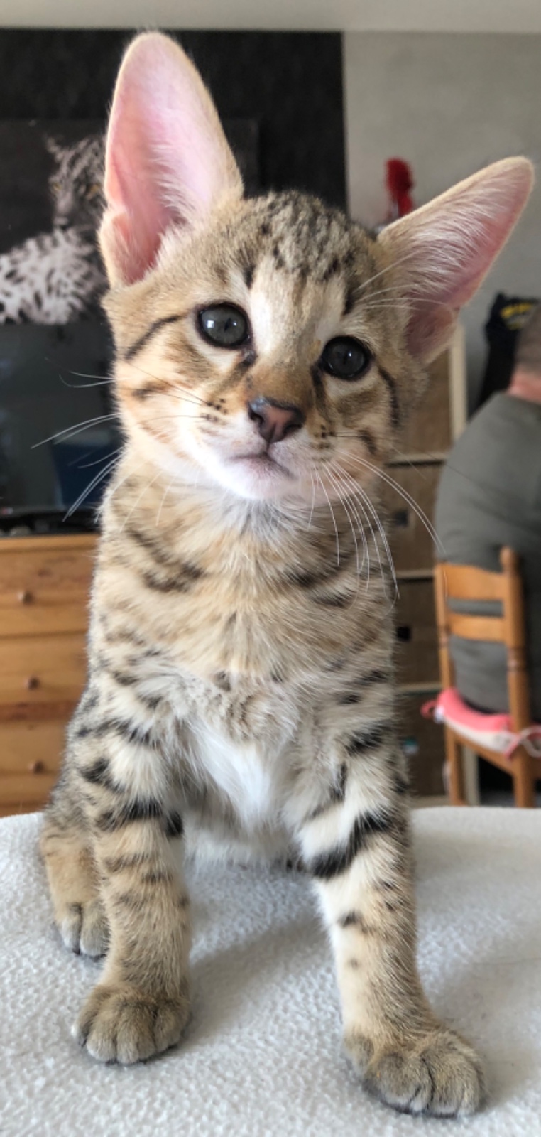 FFFE7727 9C9F 4CB5 84F5 197D1B35CE77